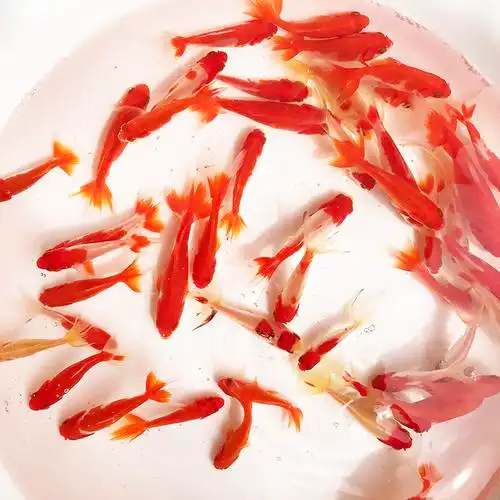 婺源荷包鲤元宝鲤红鲤鱼短身观赏鲤鱼招财鱼风水鱼锦鲤淡水冷水鱼