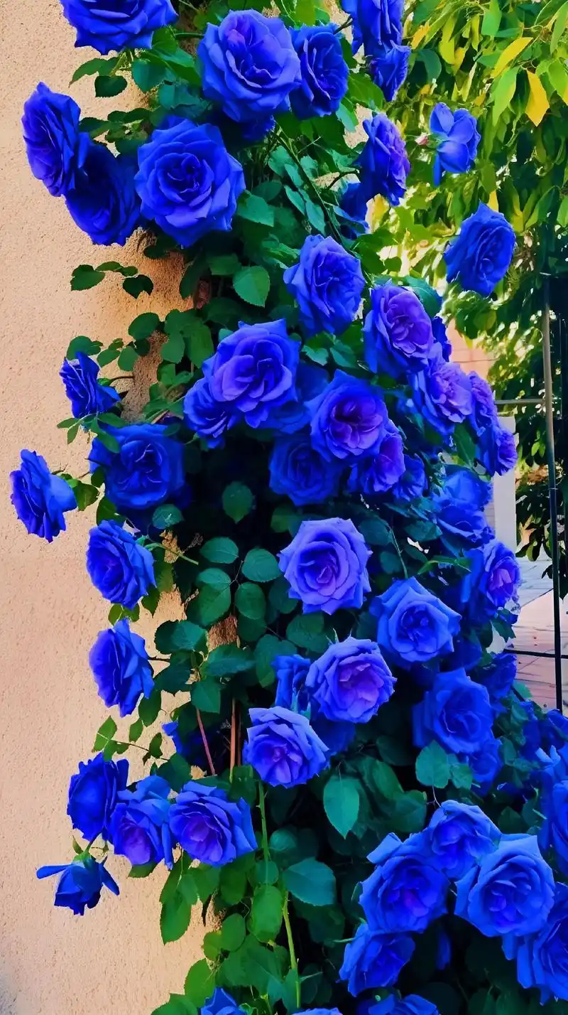 有一种花叫蓝色妖姬,它的花语是:我的最珍贵稀有的爱是你,最清 - 抖音