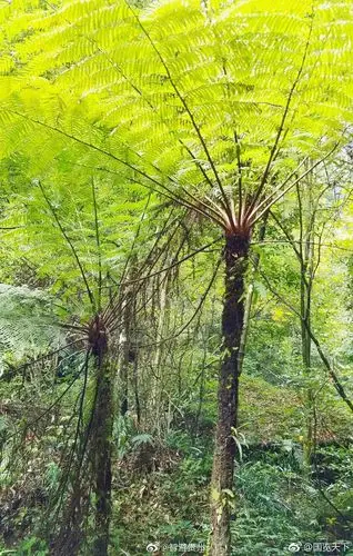 濒危植物"国宝桫椤"|桫椤|蕨类植物|树蕨_新浪新闻
