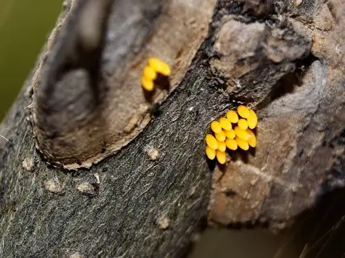 幸运拍到瓢虫产卵