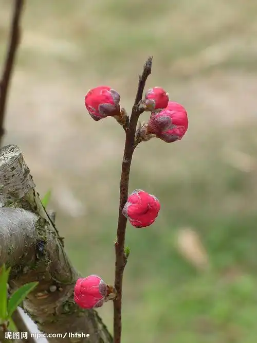 桃花大图 点击还原