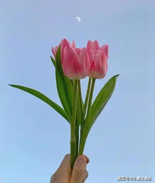 阳光暖心的哲理句子,字字精湛,句句唯美