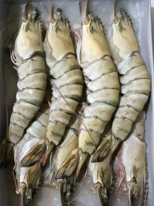 缅甸进口大虎虾 1kg 5个头