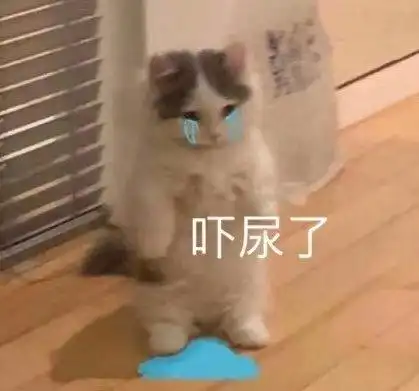 猫咪表情包 吓尿了_猫咪表情
