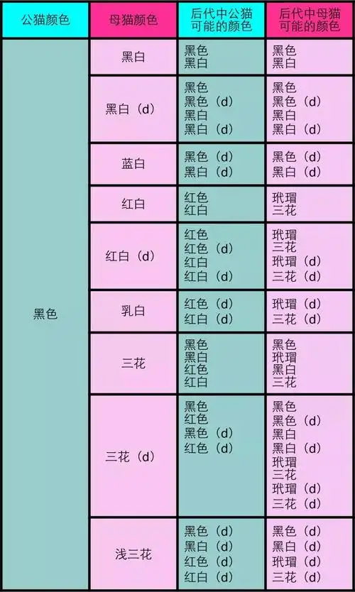 猫咪繁育配色表3:纯色公与双色母或三花