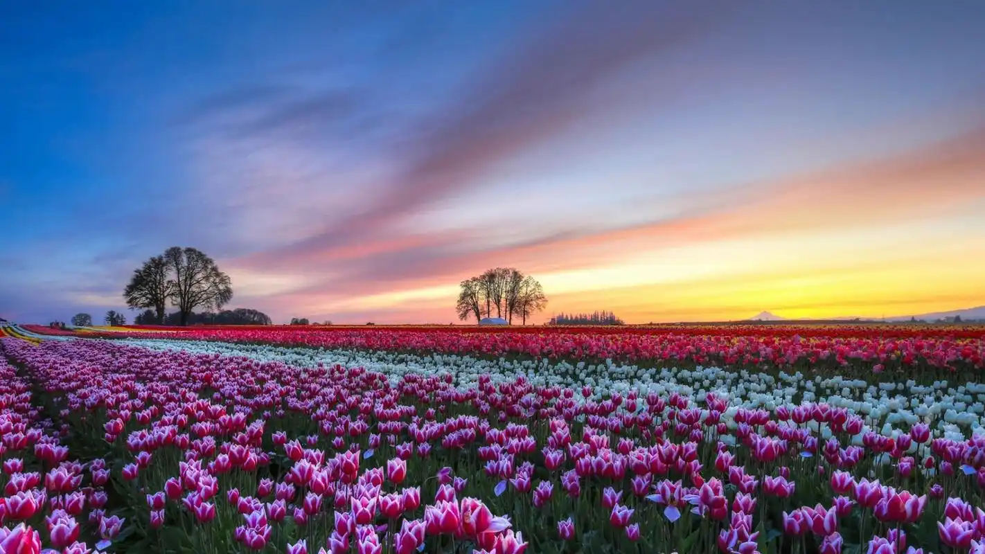 唯美花海自然风景高清桌面壁纸