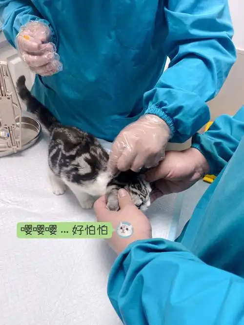 小奶猫成长日记你家有同款打针针害怕的么