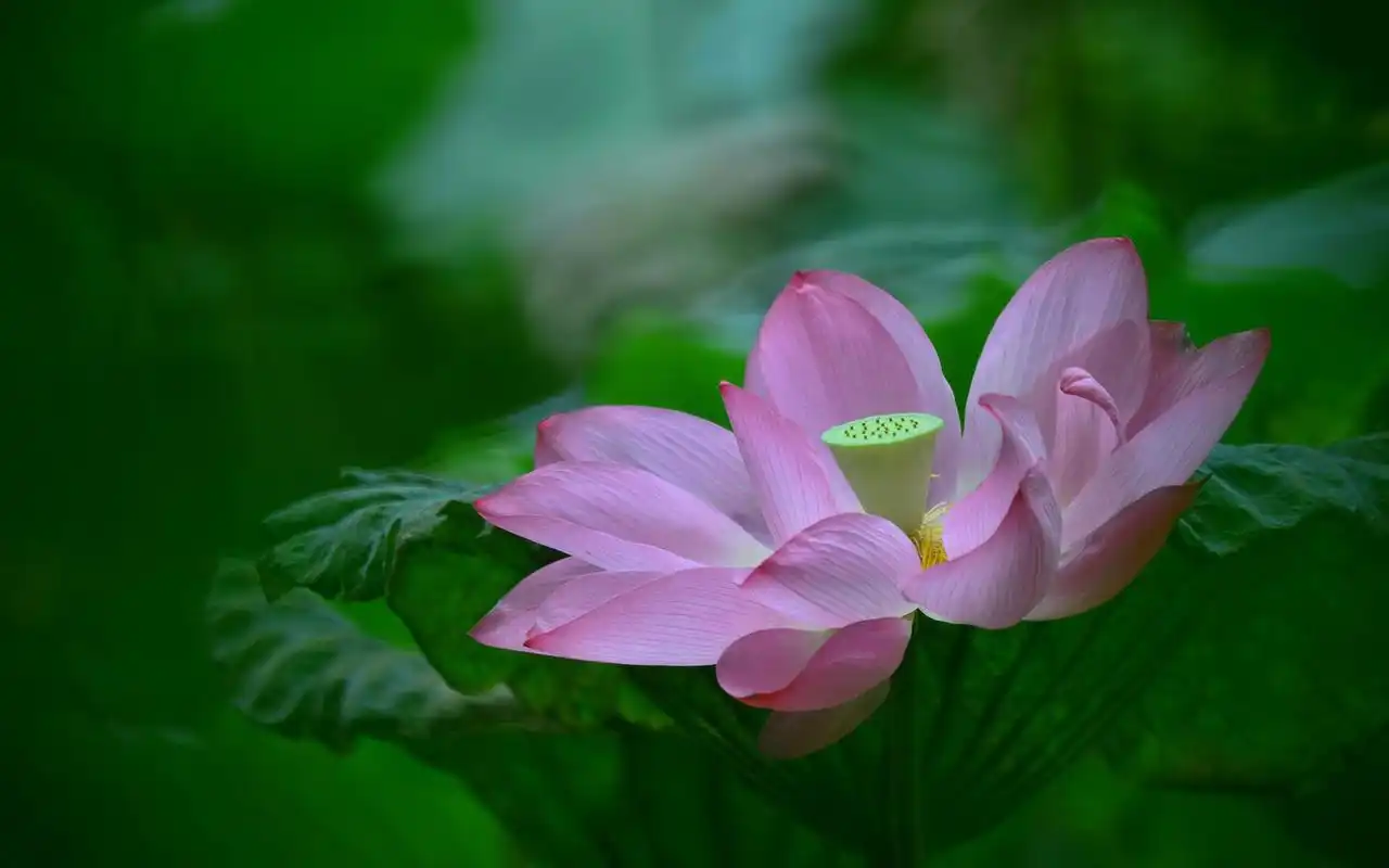 争奇斗艳的大自然花卉唯美图片桌面壁纸高清大图预览1920x1200_风景