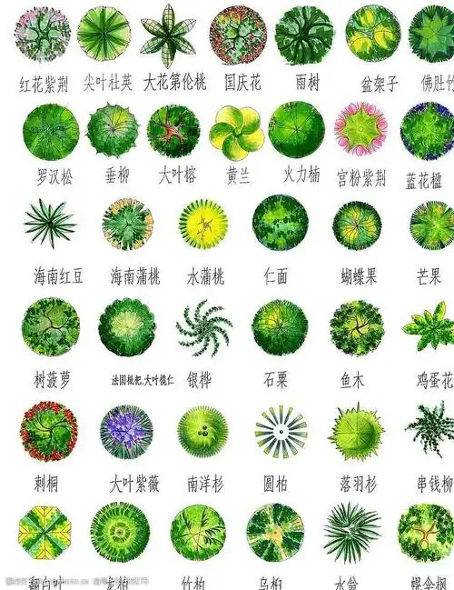 手绘园林用树-平面二图片