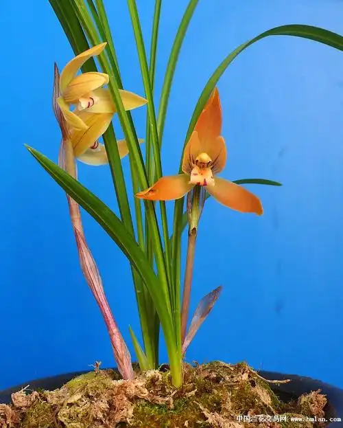 云南春兰色花名品--红双喜-莲瓣篇-中国兰花交易网社区