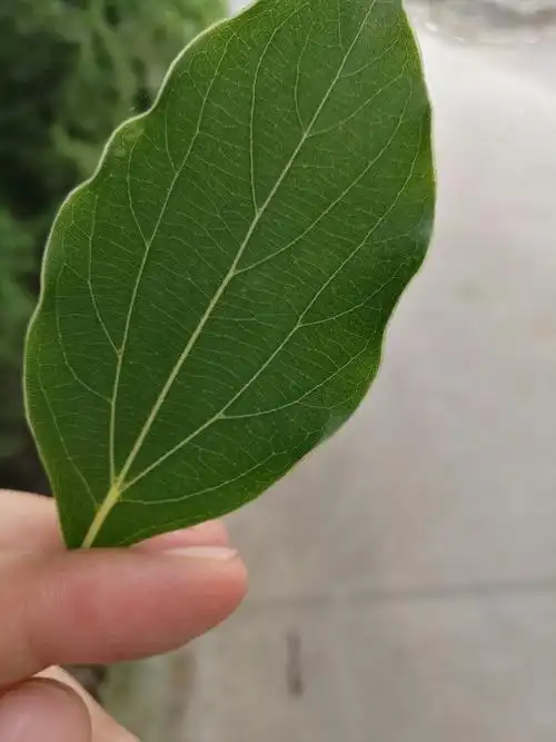 香樟树一年换几次叶子 香樟树的叶子上的"小疙瘩"是什么?