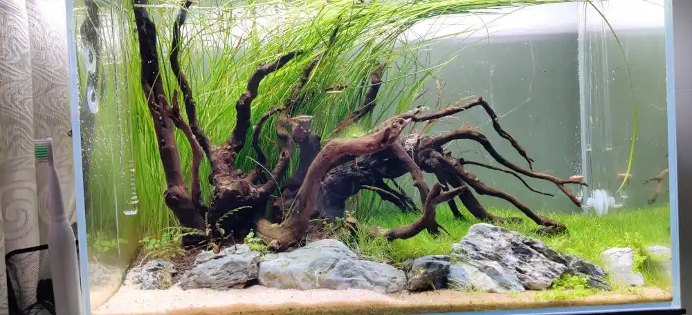 分享一下自己的60缸吧 - 水草造景 - cta南美水族