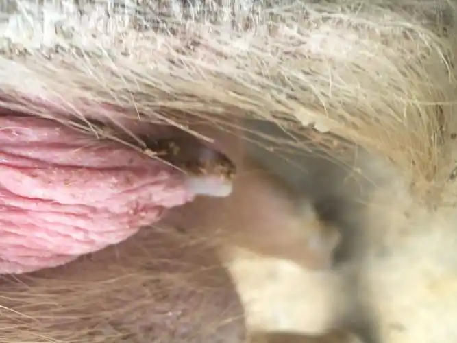 妊娠母猪:母猪怀孕40天吃食正常水门流图片上的液体 发情了还是有炎症