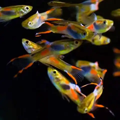 安格拉斯双剑孔雀鱼～自己繁殖的