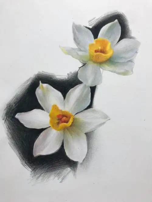 彩铅水仙花内附过程色号