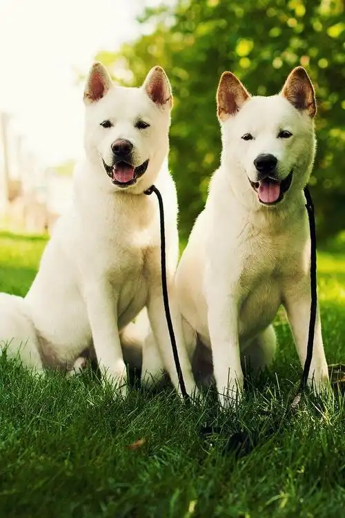 日本国犬秋田犬图片 动物狗图片 工作犬图片大全