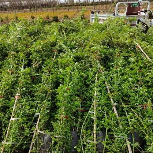 黄木香花苗黄木香四季开花盆栽室内庭院南方北方种植浓香爬藤植物