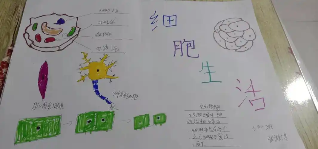 科尔沁实验初中2020级十班生物手抄报