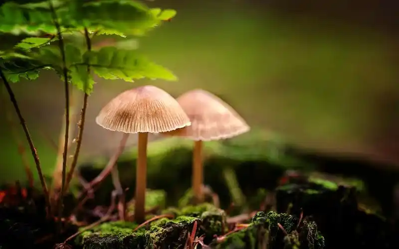 唯美野生蘑菇高清桌面壁纸下载3