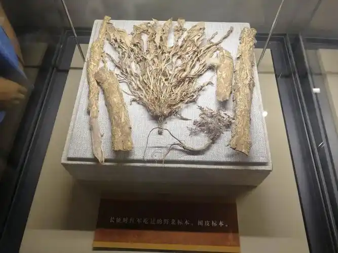 红军吃剩下的树皮