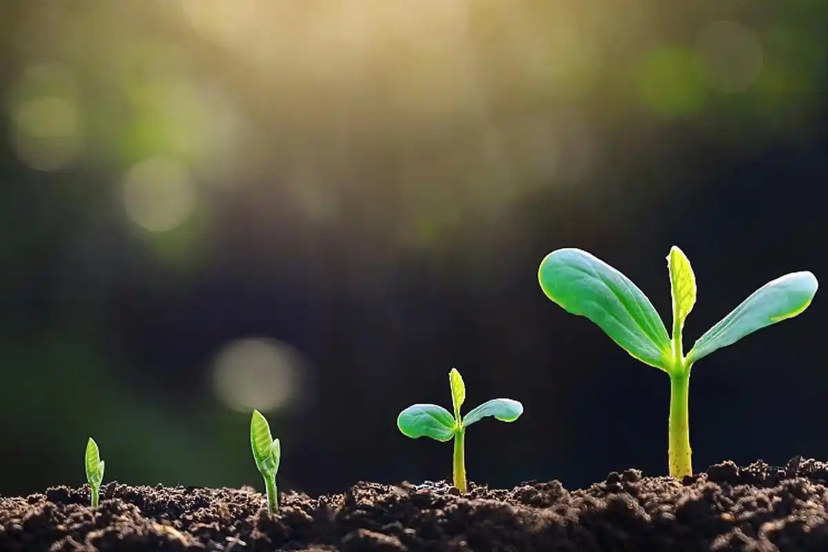 迎着温暖的阳光,积极向上,生机蓬勃!#植物趣图