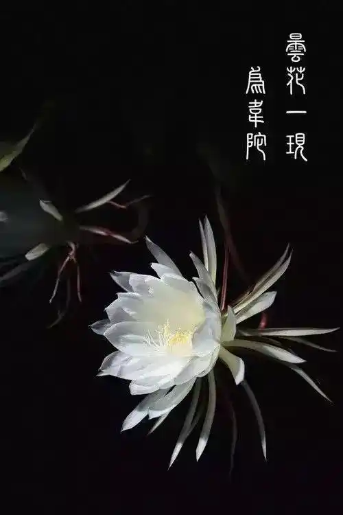 昙花一现美在瞬间