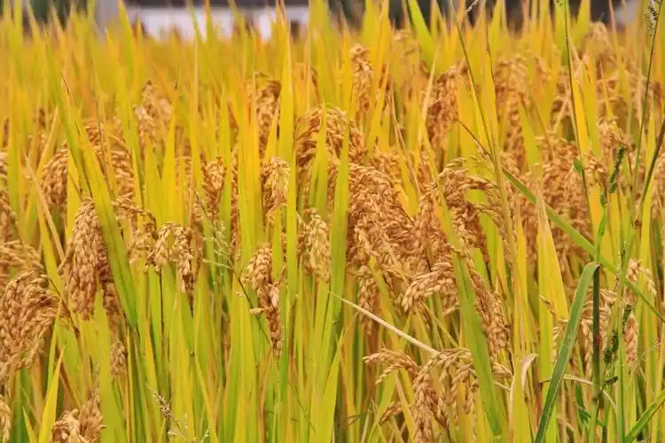 相城家乡水稻丰收啦这大米我给满分