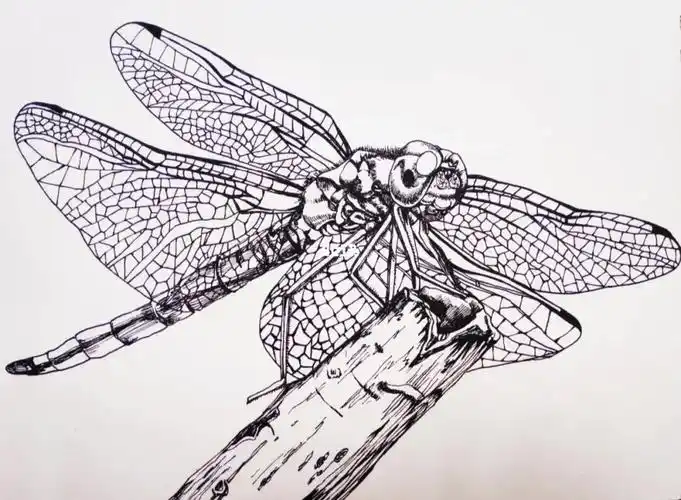 速写——蜻蜓_速写_绘画_画画_兴趣爱好_绘画