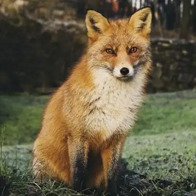 可爱狐狸头像聪明狡猾的狐狸图片