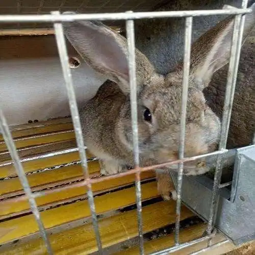 野兔活体野味肉兔野生英骏 种兔兔苗种苗小兔子散养小型杂交繁殖幼兔