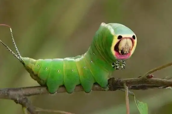 世界最可怕的十大昆虫接吻虫引起心力衰竭第八中国南方最常见