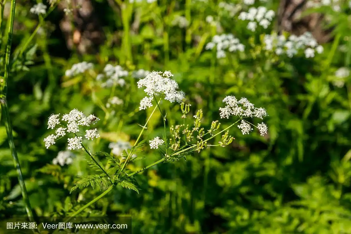 水毒芹(conium maculatum)花
