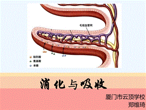 生物人教版七年级下册课件消化与吸收郑维琦厦门市云顶学校pptx