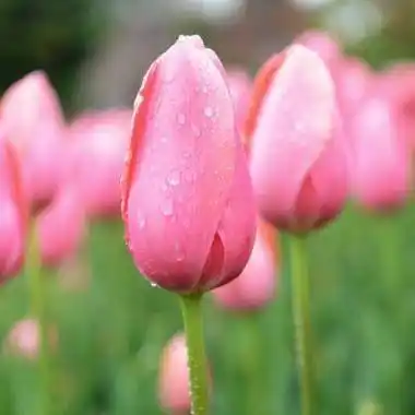 会带来好运的微信头像好运连连微信头像图片