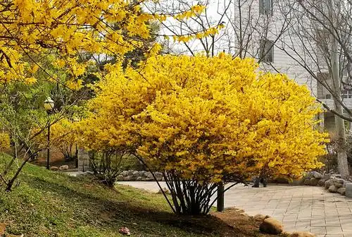 春之恋2020.04鲁园【3】