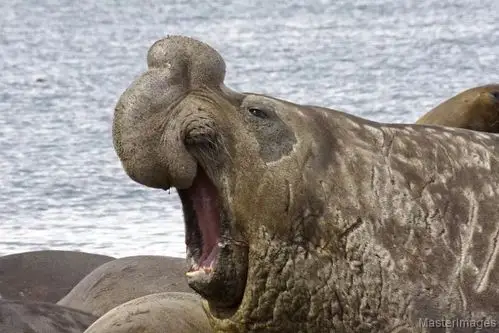 狮吼象鼻!南象海豹,瑜伽深潜双修大师