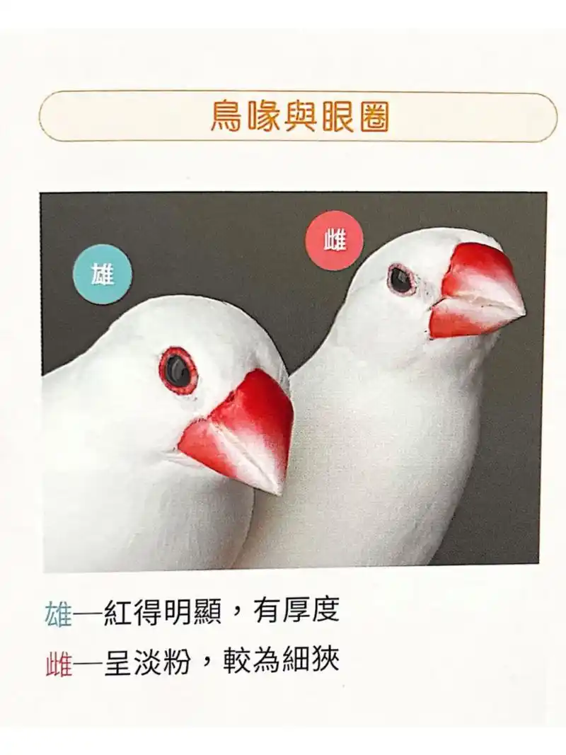 只看2处,轻松辨认文鸟性别!