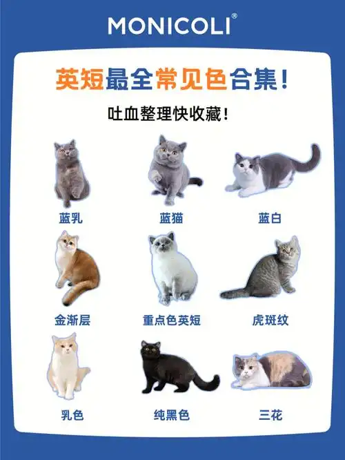 96蓝猫 可爱憨厚的蓝胖子英短里最广为人知的颜