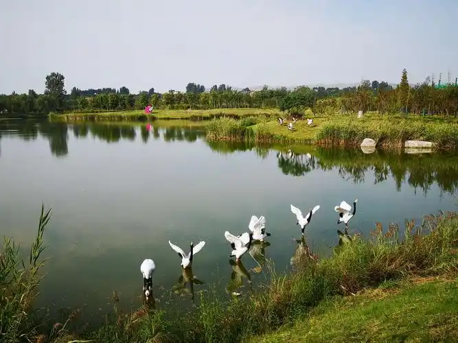 风景如画——淇水湿地