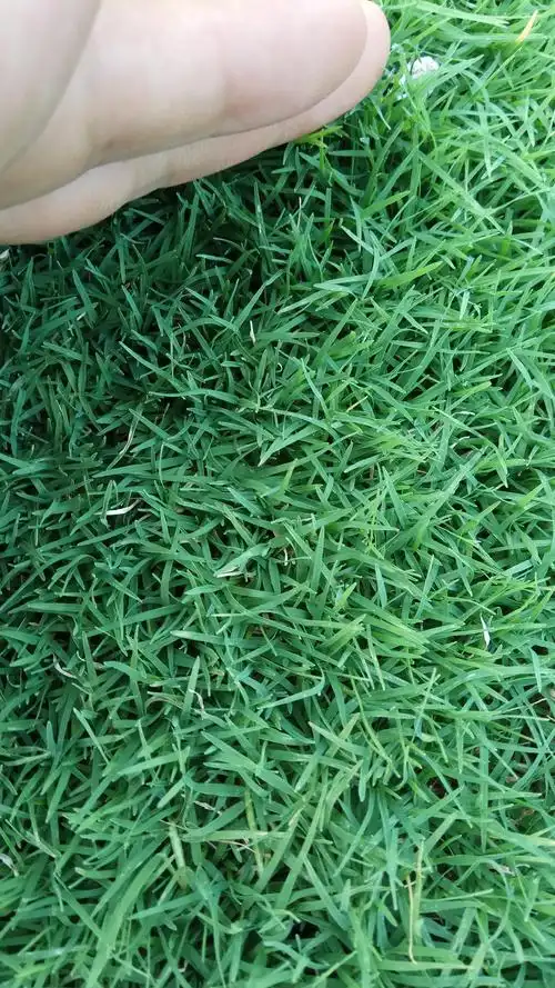 矮生草坪"百慕大"四季青一年只需修剪一次