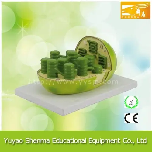 植物模型生物教育学生教叶绿体解剖模型