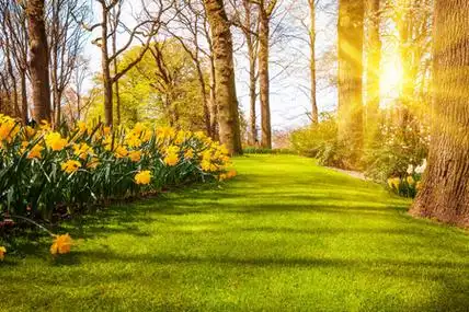 阳光照在草地上的花朵上.花园i照片