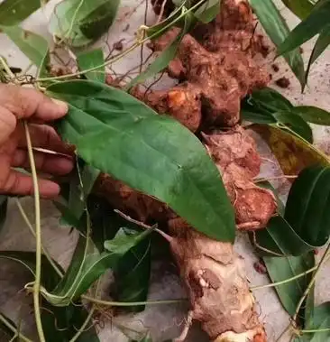 云南优质野生红土茯苓鲜品