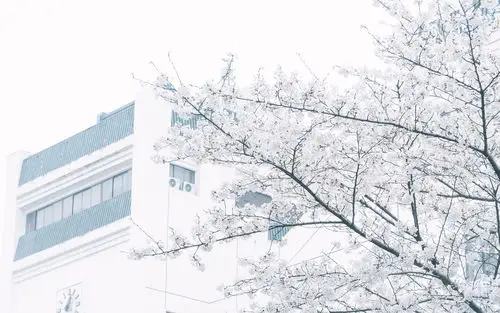 武大樱花唯美小清新摄影图片桌面壁纸