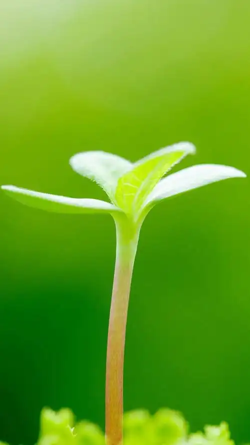 有哪些好看的全面屏手机壁纸或微信聊天背景图片