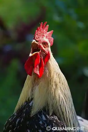 公鸡图片_图片大全