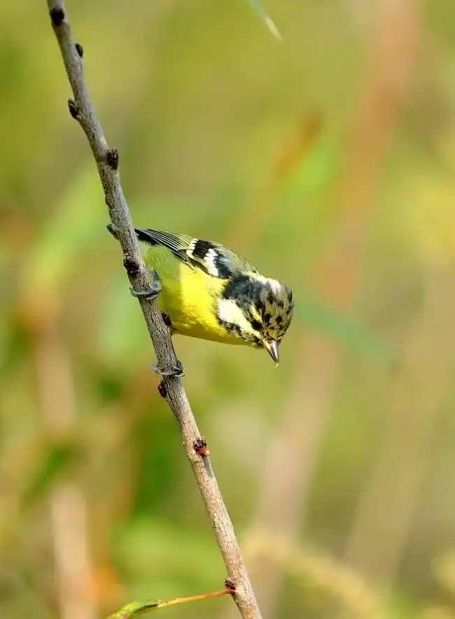野生鸟类摄影 黄腹山雀#人与自然和谐共处  - 抖音