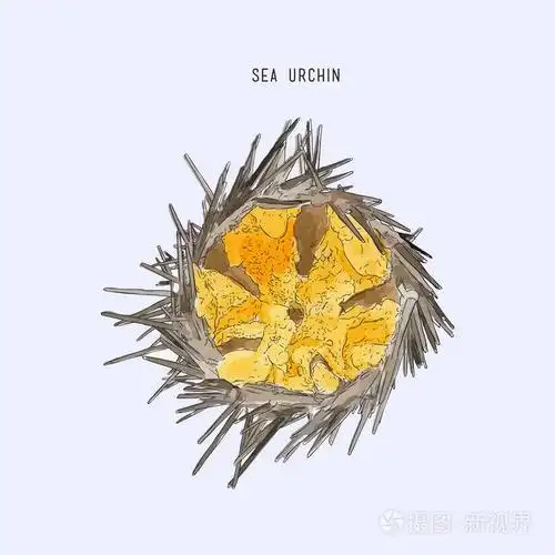 apanese 菜,新鲜海胆卵插图或海他