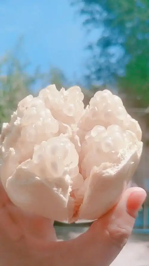 你见过白石榴吗?