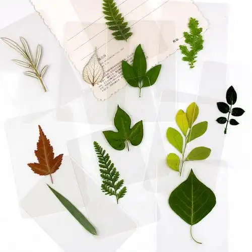 书签签过植物标本树叶塑封干花银杏叶书签叶子书签